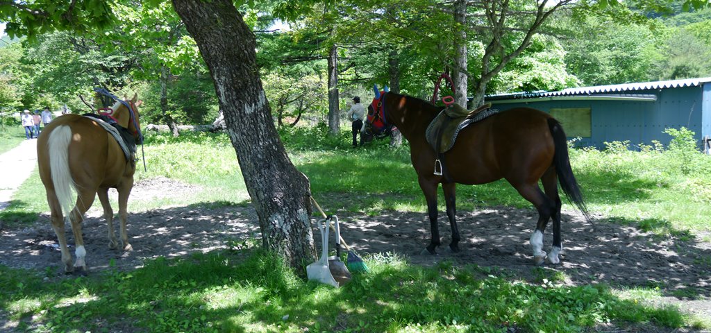榛名湖で休憩する馬