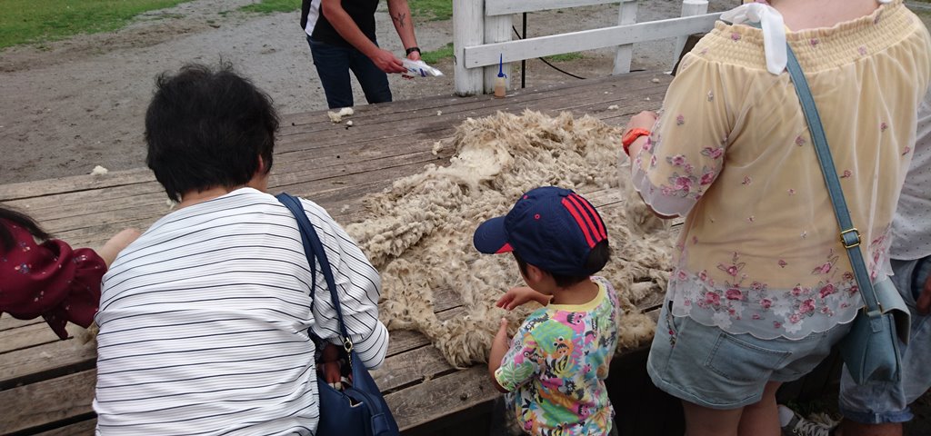 刈られた羊毛